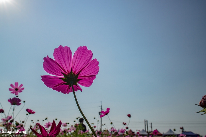 【遊記│雲林斗南】石龜花海節