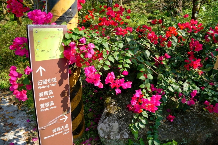[台南][楠西區] 丙申年末 梅嶺弄梅