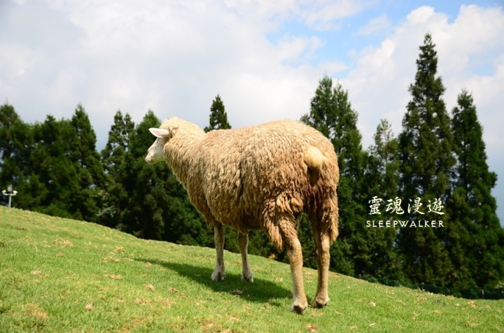 ［南投仁愛。景點］搭公車遊南投 Day1－清境農場（綿羊秀、馬術秀、步道）