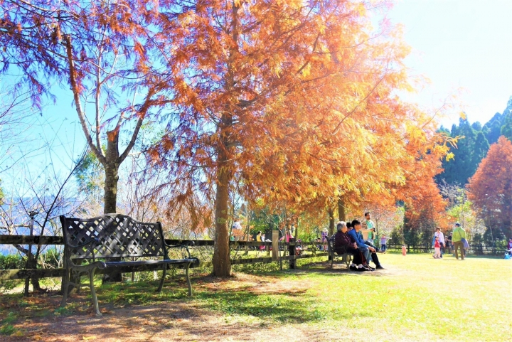 【新竹五峰 | 景點】雲海上的夢幻落羽松歐風莊園ｘ森林咖啡館♖山上人家