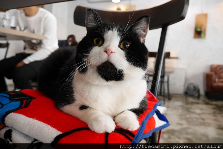 【食記】高雄44 Bit拍拍餐桌Cafe&Diner-早午餐好吃不踩雷，乾燥花讓你拍個夠！寵物友善推薦餐廳