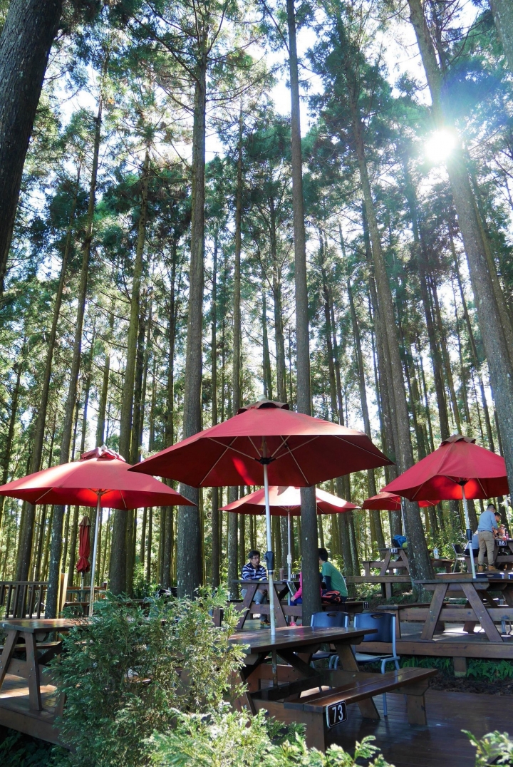 【新竹五峰 | 景點】雲海上的夢幻落羽松歐風莊園ｘ森林咖啡館♖山上人家