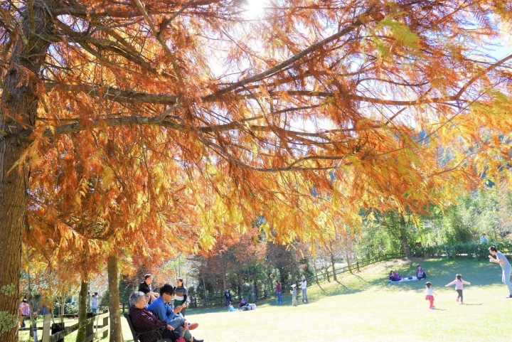 【新竹五峰 | 景點】雲海上的夢幻落羽松歐風莊園ｘ森林咖啡館♖山上人家