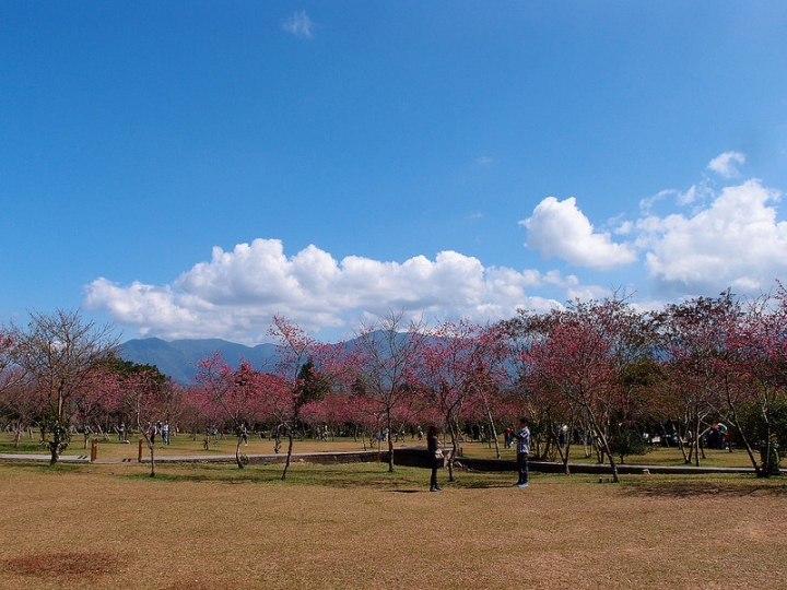 【南投景點】春節賞櫻好去處，南投埔里暨南大學（新增2017年日月潭暨大賞櫻季活動內容）