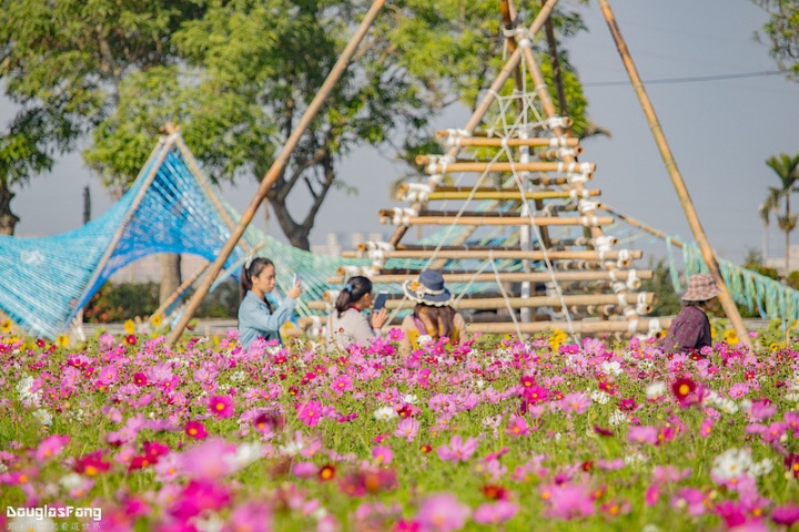 【遊記│雲林斗南】石龜花海節