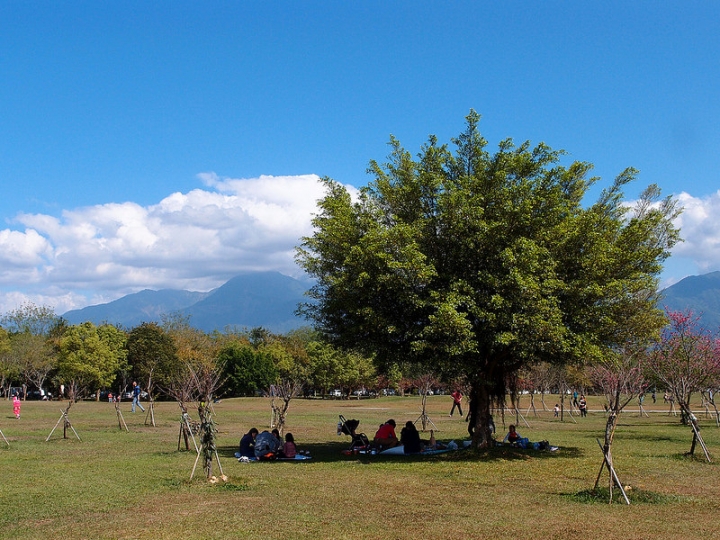 【南投景點】春節賞櫻好去處，南投埔里暨南大學（新增2017年日月潭暨大賞櫻季活動內容）
