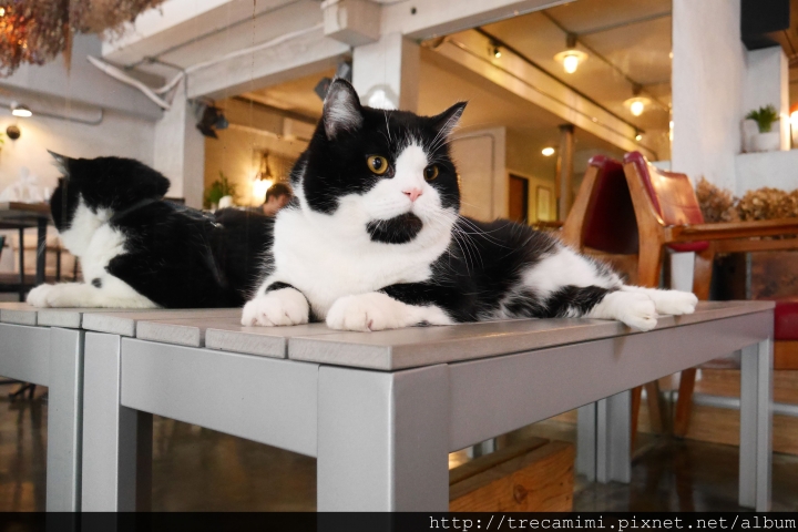 【食記】高雄44 Bit拍拍餐桌Cafe&Diner-早午餐好吃不踩雷，乾燥花讓你拍個夠！寵物友善推薦餐廳