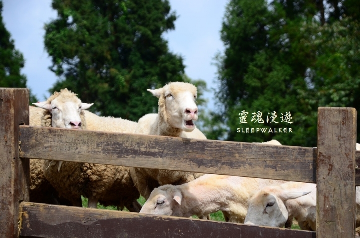 ［南投仁愛。景點］搭公車遊南投 Day1－清境農場（綿羊秀、馬術秀、步道）