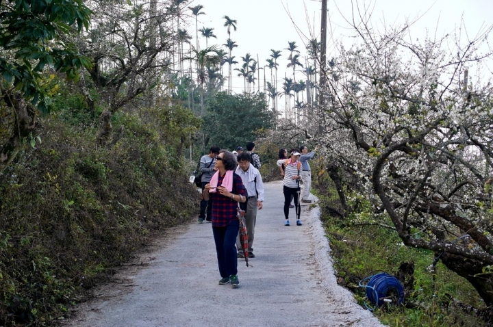 [台南][楠西區] 丙申年末 梅嶺弄梅