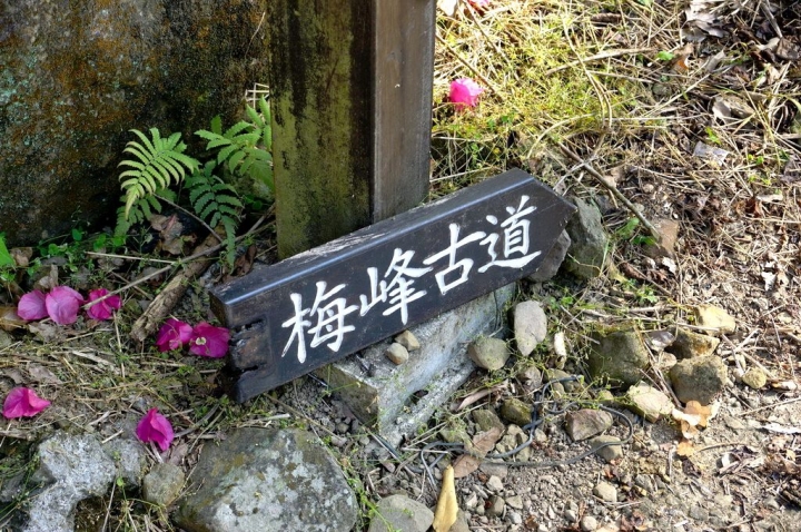 [台南][楠西區] 丙申年末 梅嶺弄梅