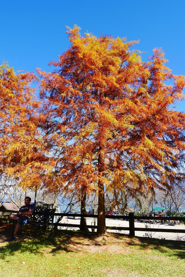 【新竹五峰 | 景點】雲海上的夢幻落羽松歐風莊園ｘ森林咖啡館♖山上人家