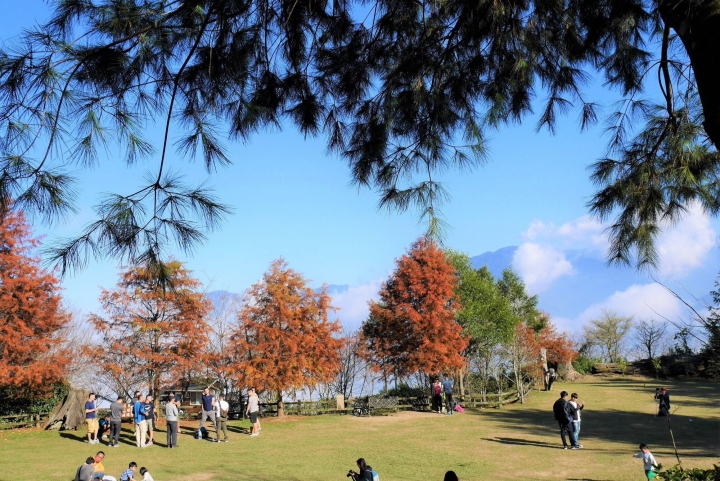 【新竹五峰 | 景點】雲海上的夢幻落羽松歐風莊園ｘ森林咖啡館♖山上人家