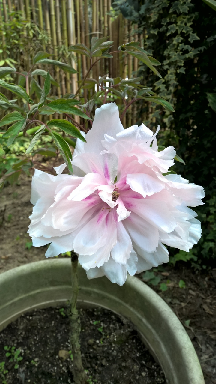 機車旅行-彬林溪牡丹花