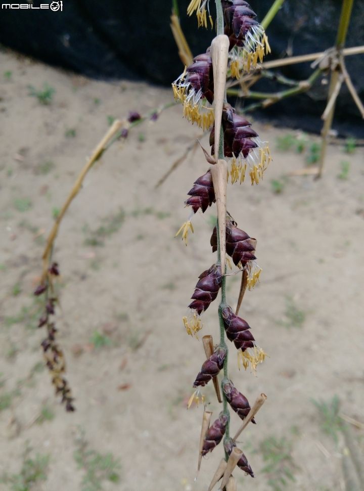 永康公園 竹子開花 象徵?