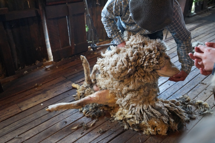 ［貼圖］新年開工愉快分享！西洋正咩慘遭老翁當眾強逼剃毛裸奔！