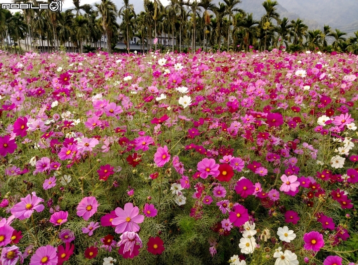 愛在杉林花美濃-延長至2月20日