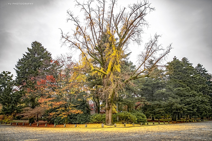 [D4] 京都賞楓攝影（後製）圖多
