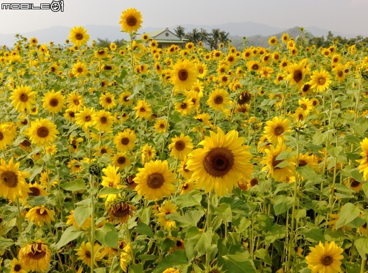 愛在杉林花美濃-延長至2月20日