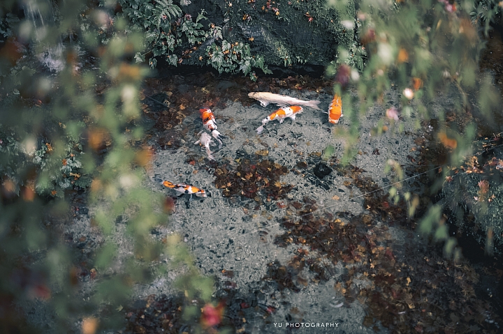 [D4] 京都賞楓攝影（後製）圖多