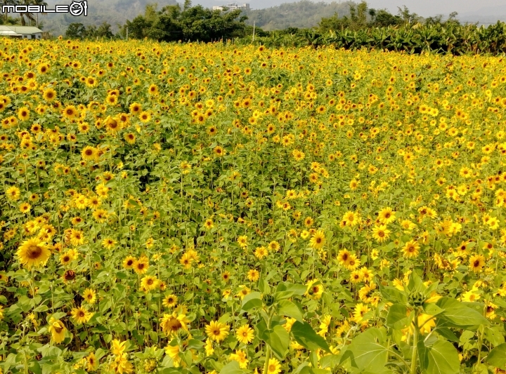 愛在杉林花美濃-延長至2月20日