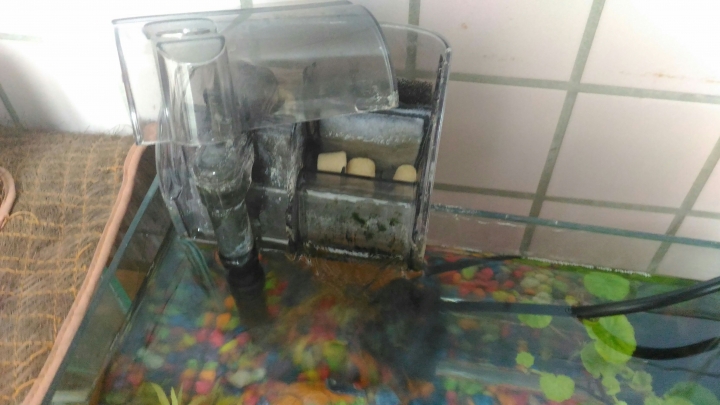 我是養紅蓮燈魚的新手~有請各位高手解答
