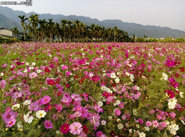 愛在杉林花美濃-延長至2月20日