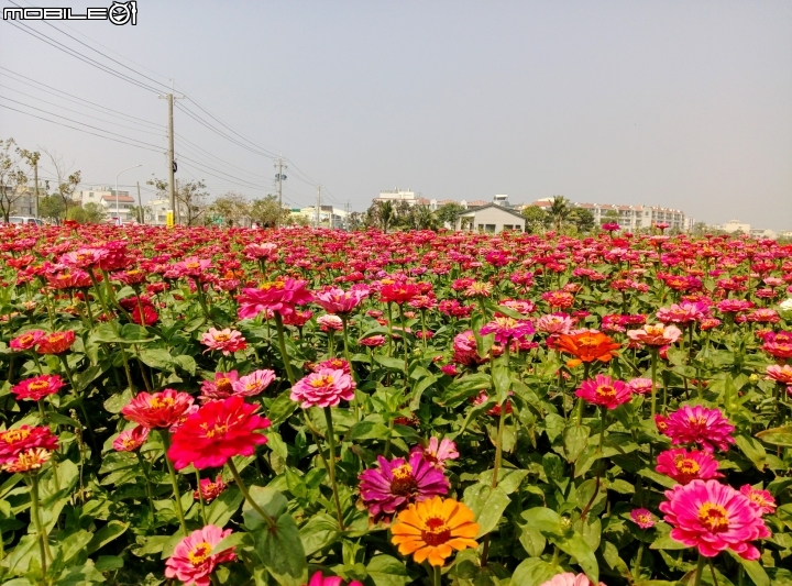 鹽水區信義路花海