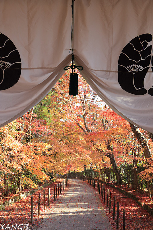 【京都長岡京】總本山光明寺，京都賞紅葉必看楓葉隧道
