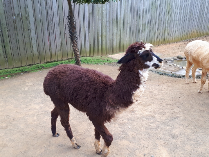 三星Galaxy A7 2017--A級精彩，防水防塵探索水袐境