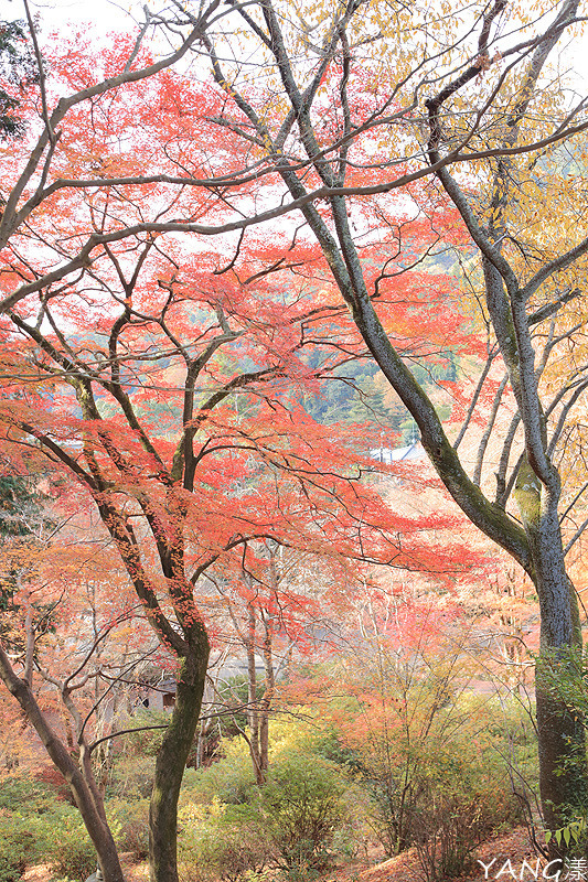 【京都山科】毘沙門堂，紅葉期間至少得來兩次