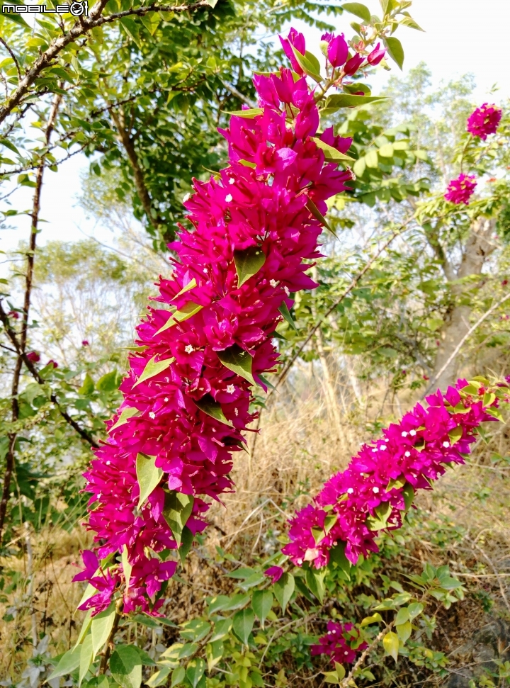 愛在杉林花美濃-延長至2月20日