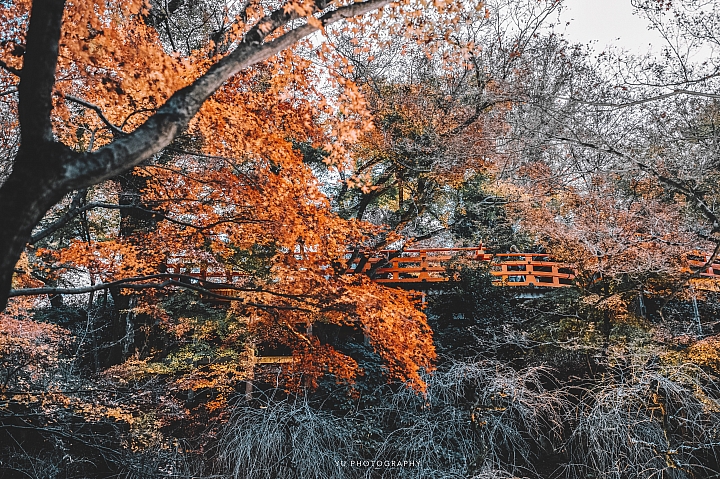 [D4] 京都賞楓攝影（後製）圖多