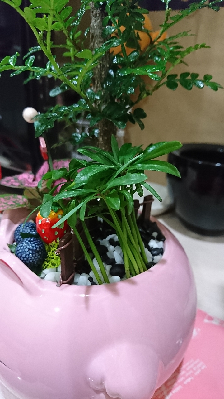 請教盆栽植物名與照顧方式
