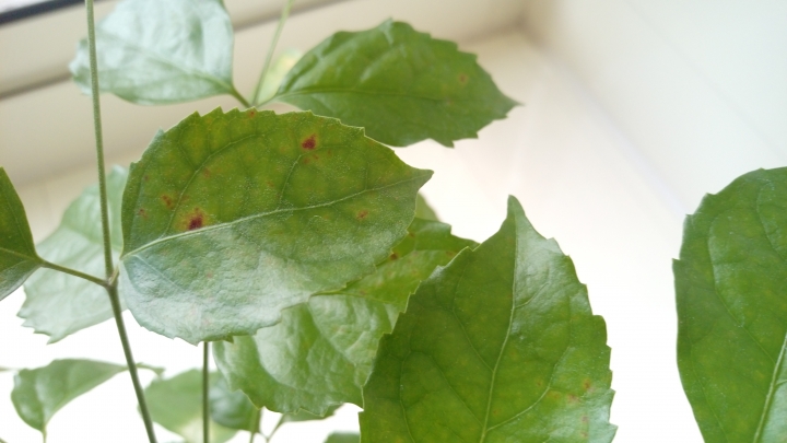 【海南豆菜樹】請問這紅斑是？