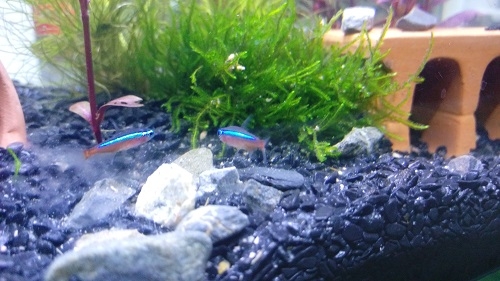 [求助] 小魚 尾部變粉肉色 都游不動