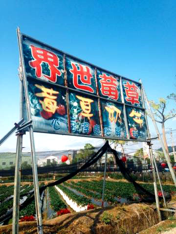 台中草莓世界，採草莓親子休閒必去，潭子區