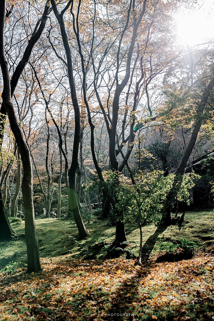 [D4] 京都賞楓攝影（後製）圖多