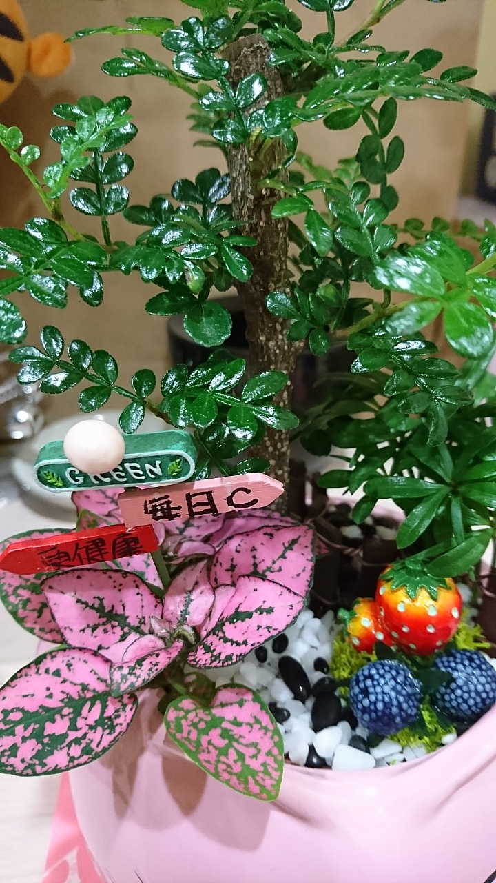 請教盆栽植物名與照顧方式