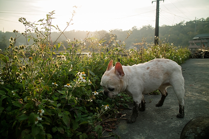 CANON EF-M18-150mm 實拍分享