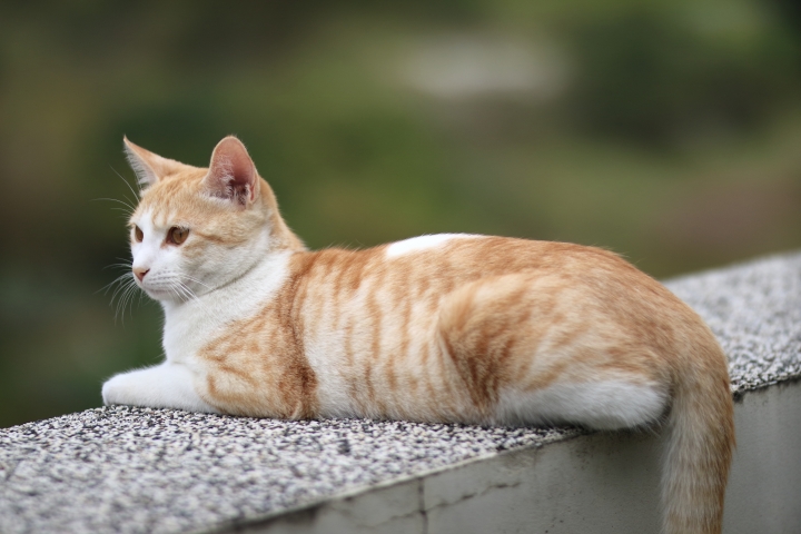 Sigma 85F1.4 ART試鏡