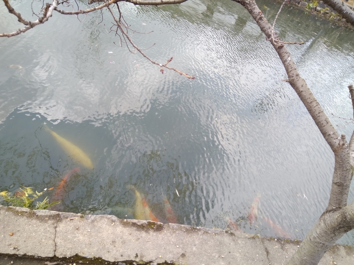 [2017.01.28-02.02]廣島、宮島嚴島神社、岩國錦帶橋、岡山後樂園、倉敷、松江城、出雲大社、大阪天王寺之旅(大推Hotel & Resort Bali Tower Tennoji！！！)