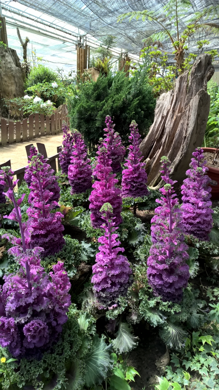 機車旅行-彬林溪牡丹花