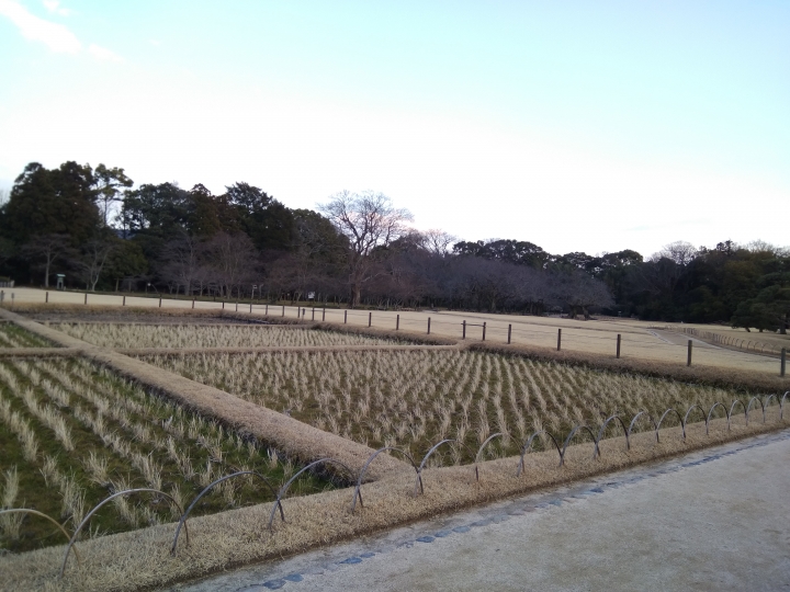 [2017.01.28-02.02]廣島、宮島嚴島神社、岩國錦帶橋、岡山後樂園、倉敷、松江城、出雲大社、大阪天王寺之旅(大推Hotel & Resort Bali Tower Tennoji！！！)