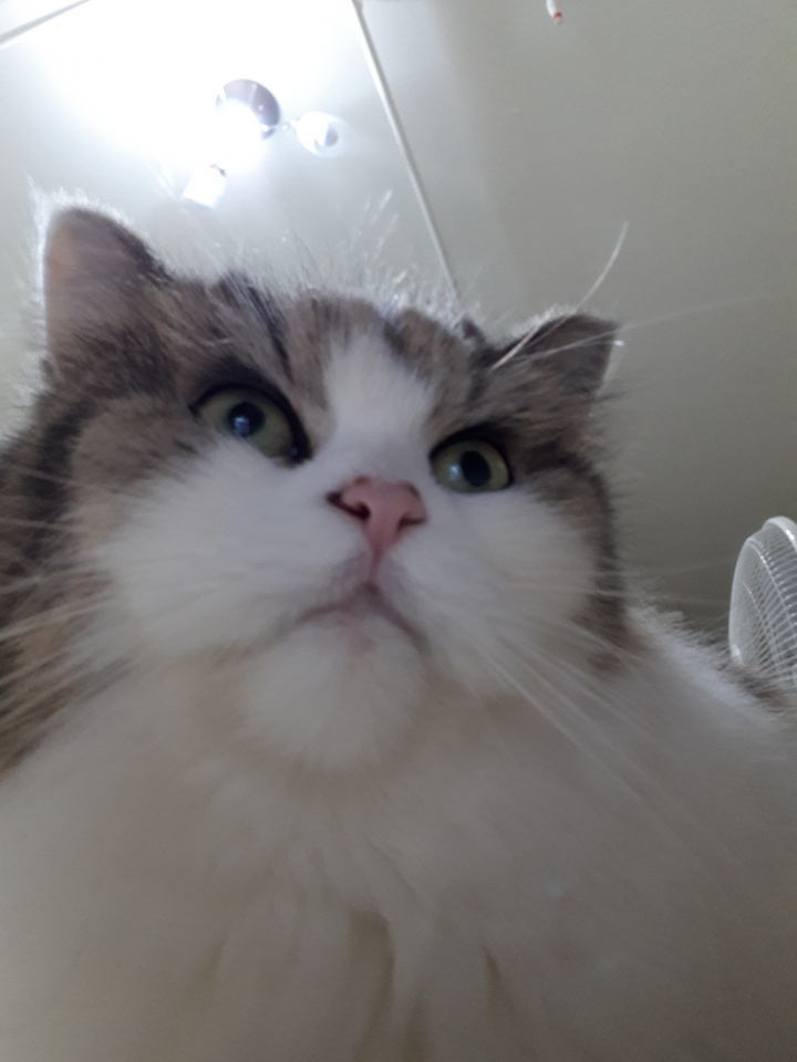 三星Galaxy A7 2017--A級精彩，防水防塵探索水袐境