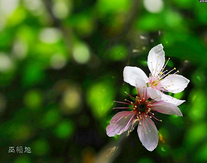 (第94批圖) LG G4 &G5&V10&v20 日夜拍研究團 精選作品2017.2.15