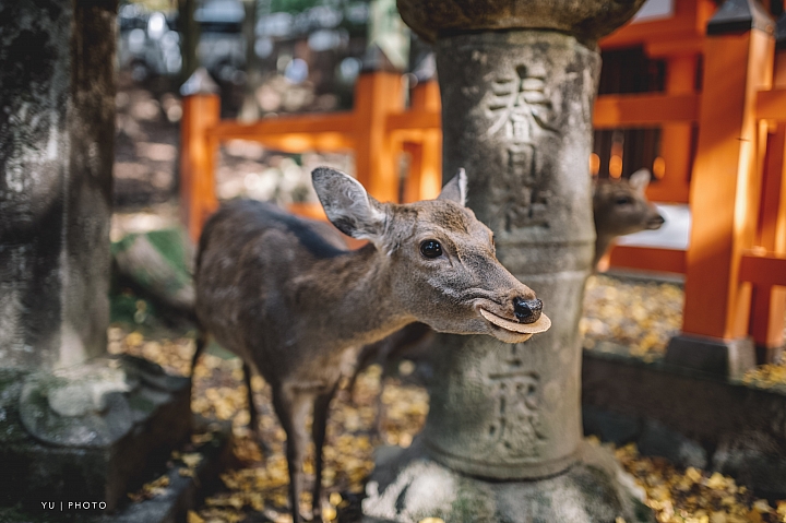 [D4] 京都賞楓攝影（後製）圖多