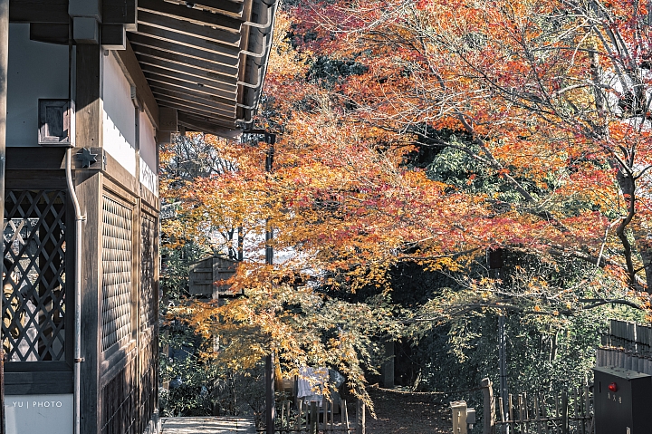 [D4] 京都賞楓攝影（後製）圖多