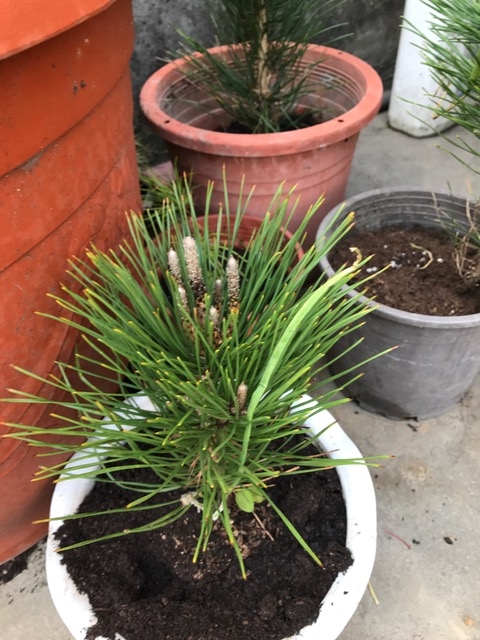 黑松怎麼種?