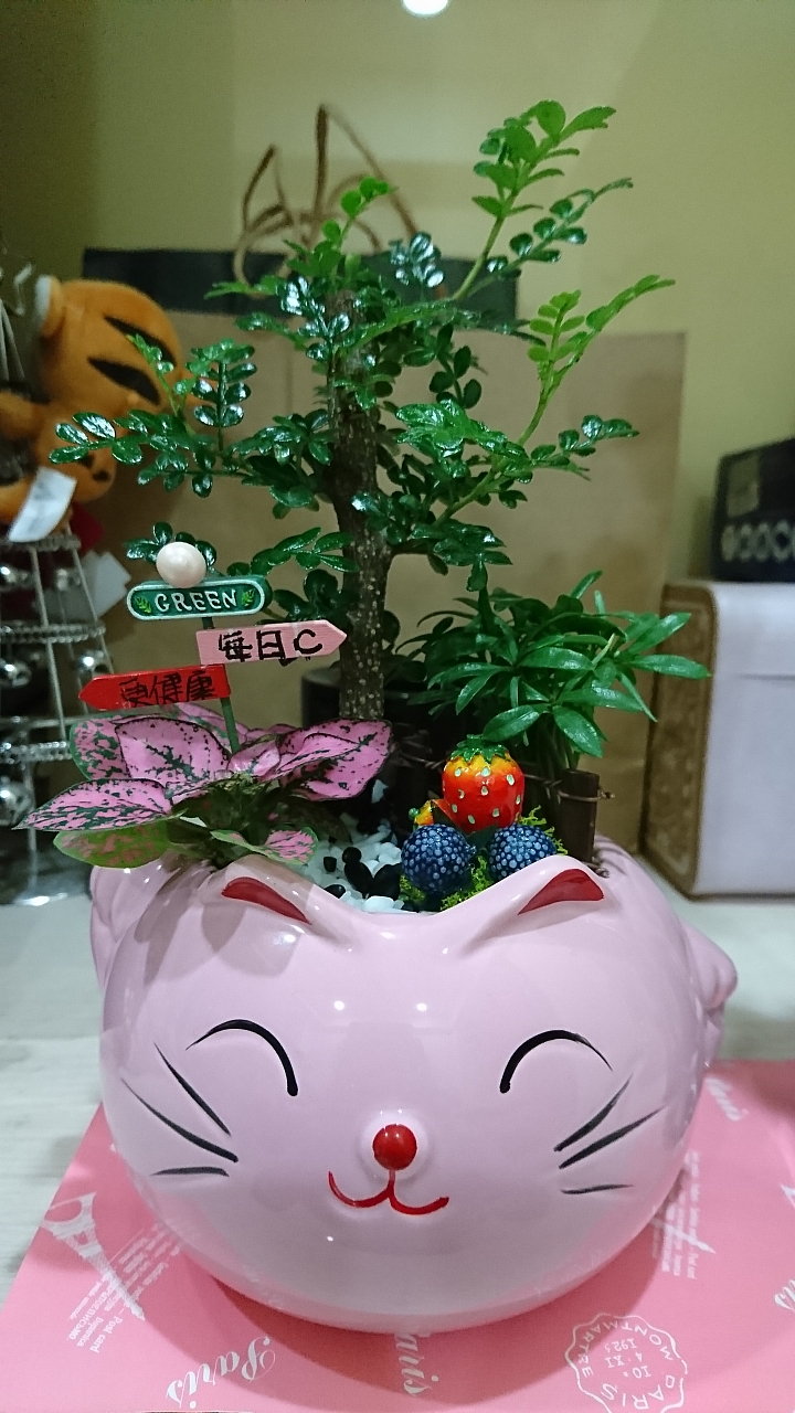 請教盆栽植物名與照顧方式