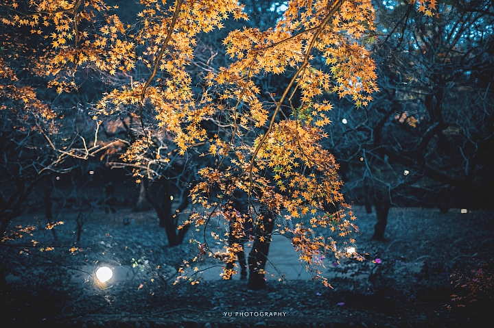 [D4] 京都賞楓攝影（後製）圖多